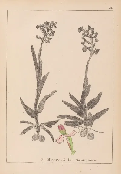 Herbier De La Flore Francaise Pl 1023