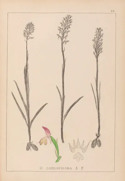 Herbier De La Flore Francaise Pl 1024