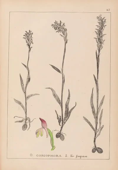 Herbier De La Flore Francaise Pl 1025