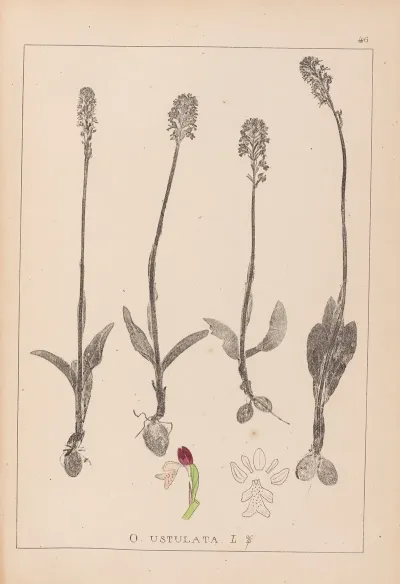 Herbier De La Flore Francaise Pl 1026