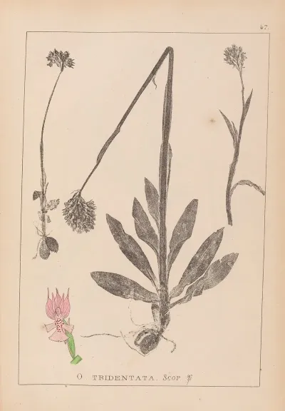 Herbier De La Flore Francaise Pl 1027