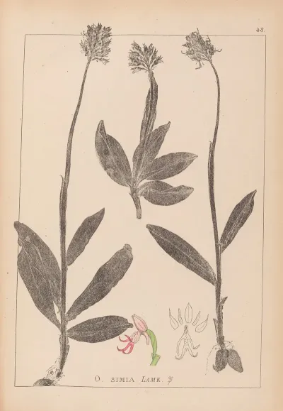 Herbier De La Flore Francaise Pl 1028