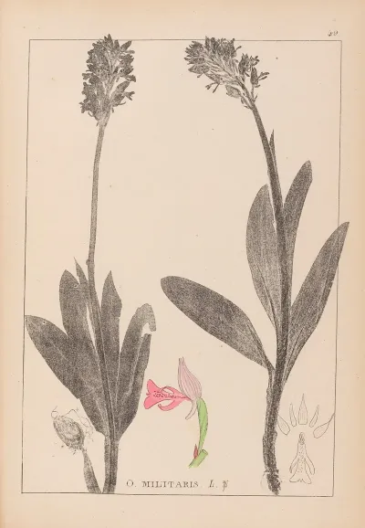 Herbier De La Flore Francaise Pl 1029