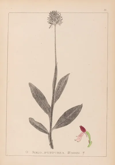 Herbier De La Flore Francaise Pl 1030