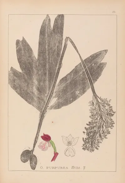 Herbier De La Flore Francaise Pl 1032