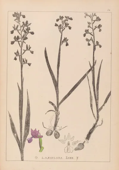 Herbier De La Flore Francaise Pl 1034