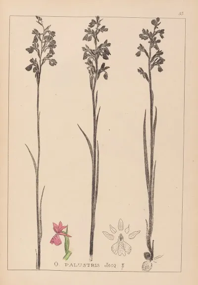 Herbier De La Flore Francaise Pl 1035