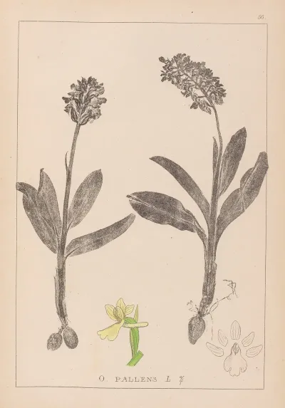 Herbier De La Flore Francaise Pl 1036