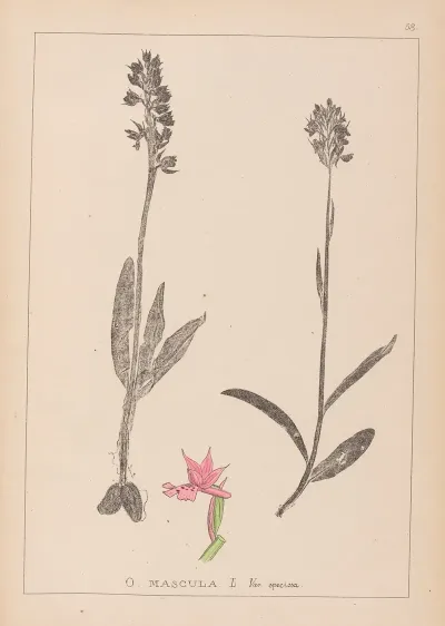 Herbier De La Flore Francaise Pl 1038