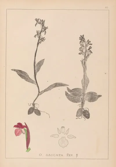 Herbier De La Flore Francaise Pl 1040
