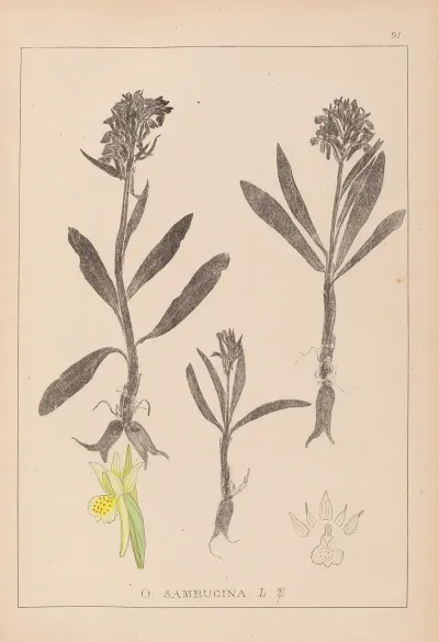 Herbier De La Flore Francaise Pl 1041