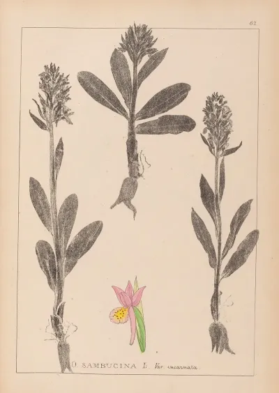 Herbier De La Flore Francaise Pl 1042