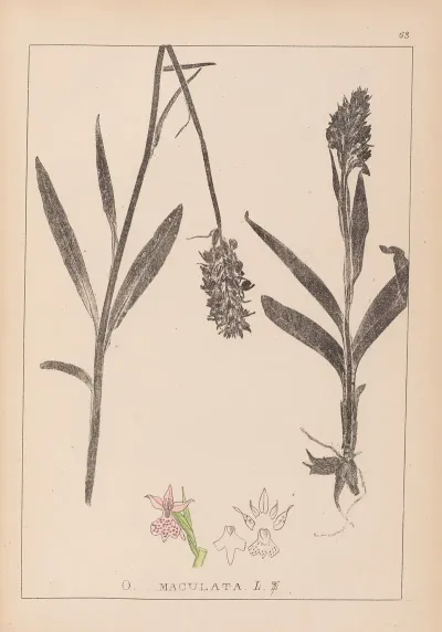 Herbier De La Flore Francaise Pl 1043