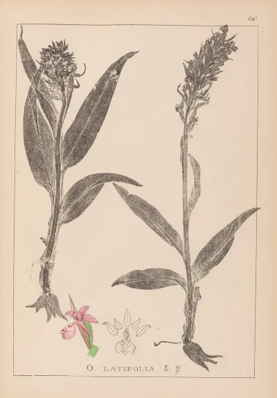 Herbier De La Flore Francaise Pl 1044