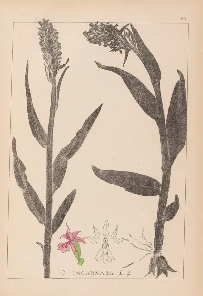 Herbier De La Flore Francaise Pl 1045