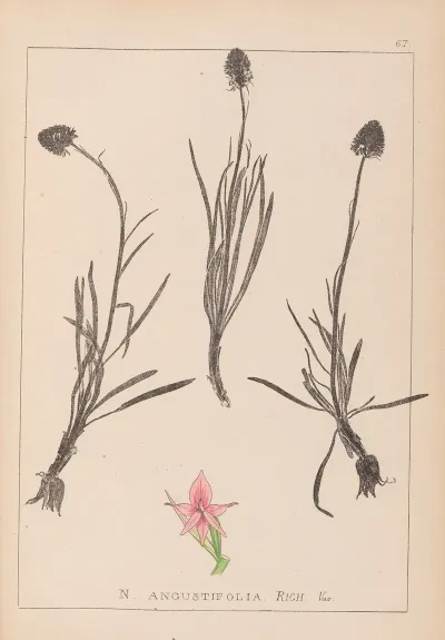 Herbier De La Flore Francaise Pl 1047