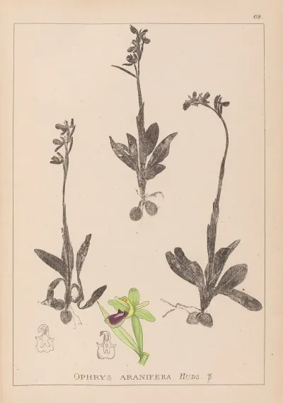 Herbier De La Flore Francaise Pl 1048