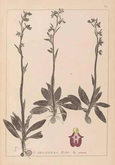 Herbier De La Flore Francaise Pl 1049