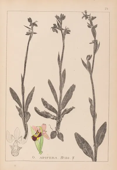 Herbier De La Flore Francaise Pl 1050