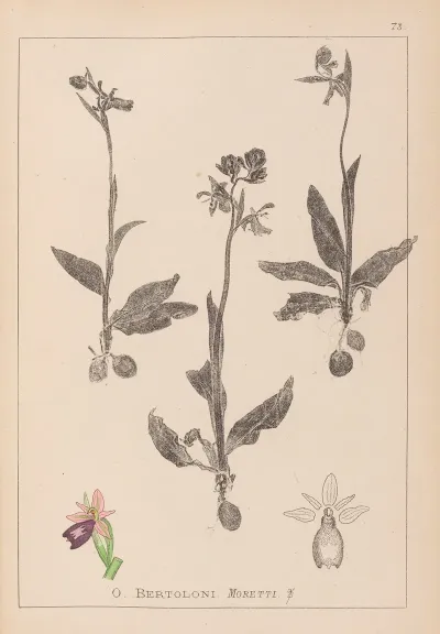 Herbier De La Flore Francaise Pl 1052