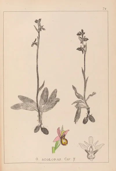 Herbier De La Flore Francaise Pl 1053