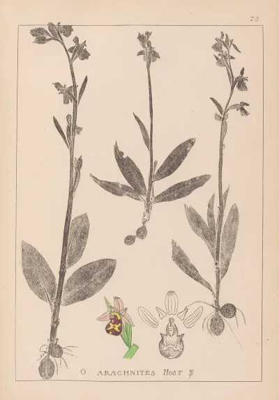 Herbier De La Flore Francaise Pl 1054