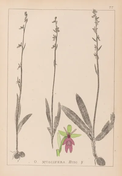 Herbier De La Flore Francaise Pl 1056