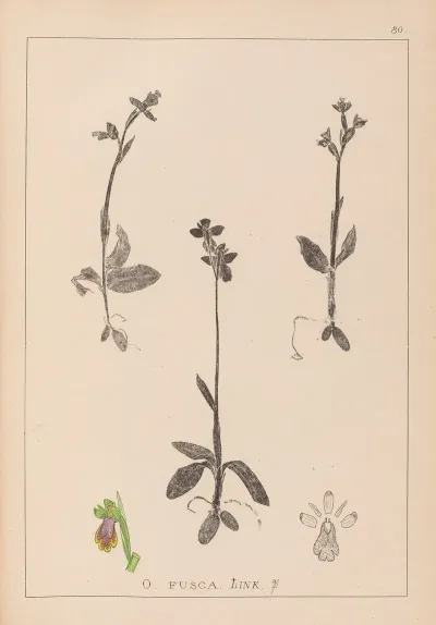 Herbier De La Flore Francaise Pl 1058