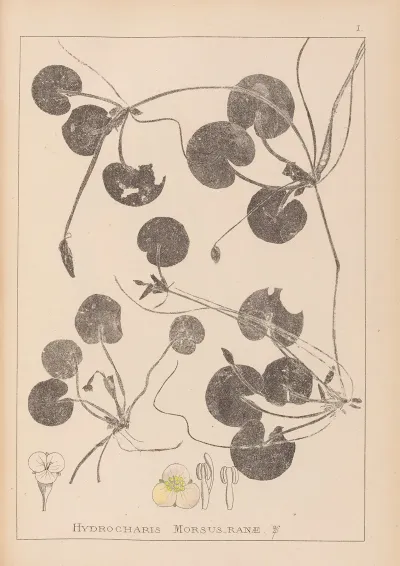 Herbier De La Flore Francaise Pl 1060