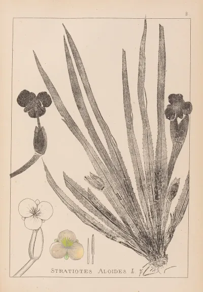Herbier De La Flore Francaise Pl 1061