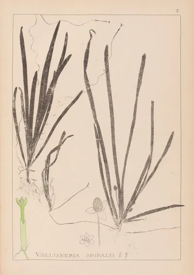 Herbier De La Flore Francaise Pl 1062