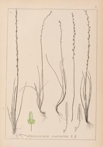 Herbier De La Flore Francaise Pl 1064