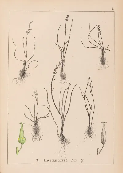 Herbier De La Flore Francaise Pl 1065