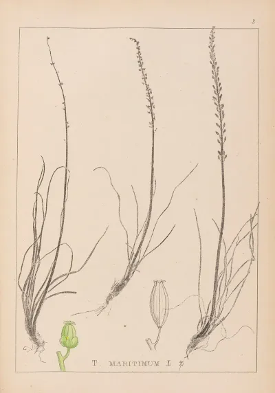 Herbier De La Flore Francaise Pl 1066