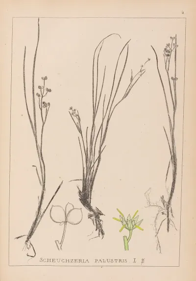 Herbier De La Flore Francaise Pl 1067