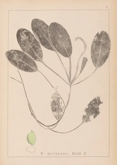 Herbier De La Flore Francaise Pl 1069