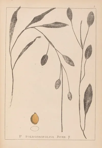 Herbier De La Flore Francaise Pl 1070