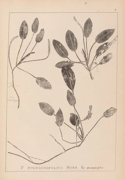 Herbier De La Flore Francaise Pl 1071