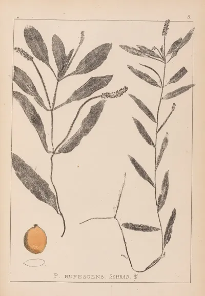Herbier De La Flore Francaise Pl 1072