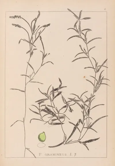 Herbier De La Flore Francaise Pl 1073