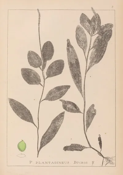 Herbier De La Flore Francaise Pl 1075