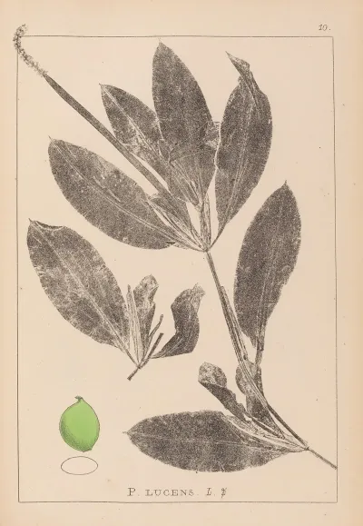 Herbier De La Flore Francaise Pl 1076