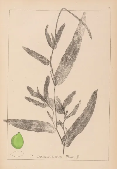 Herbier De La Flore Francaise Pl 1078