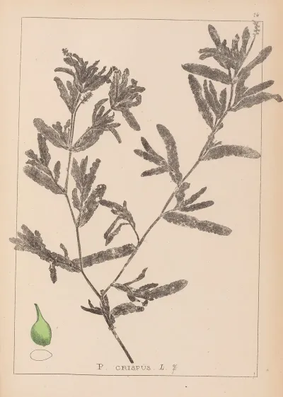 Herbier De La Flore Francaise Pl 1080