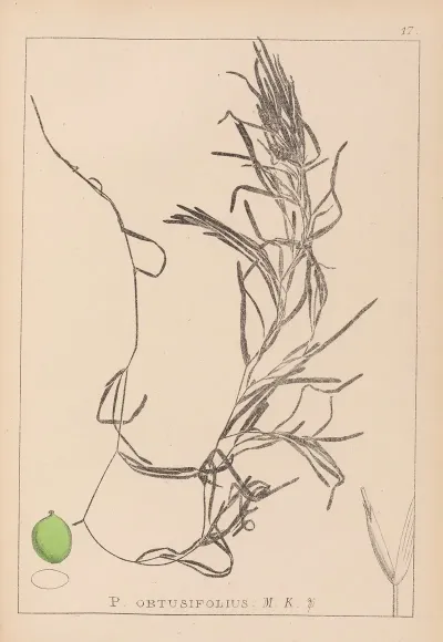 Herbier De La Flore Francaise Pl 1083