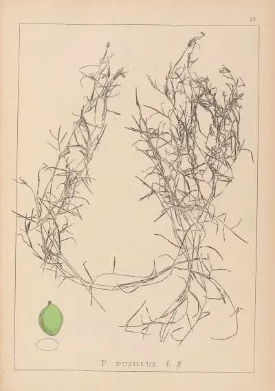 Herbier De La Flore Francaise Pl 1084