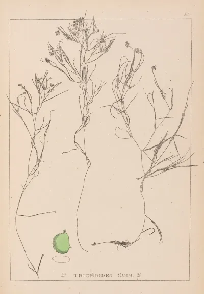 Herbier De La Flore Francaise Pl 1085