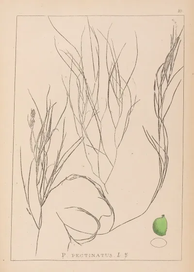 Herbier De La Flore Francaise Pl 1086
