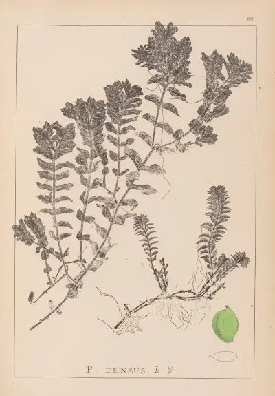 Herbier De La Flore Francaise Pl 1088