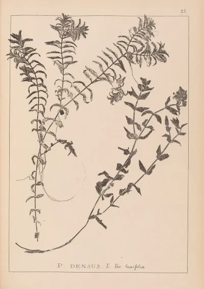 Herbier De La Flore Francaise Pl 1089